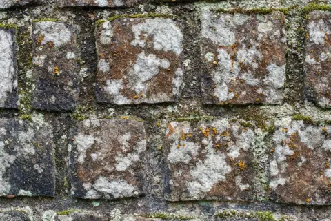Moos und Flechten bedecken die rauen Pflastersteine und verleihen ihnen eine natürliche, verwitterte Textur.